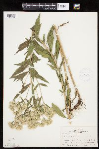 Eupatorium altissimum image