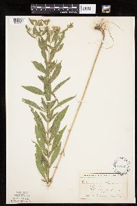 Eupatorium altissimum image