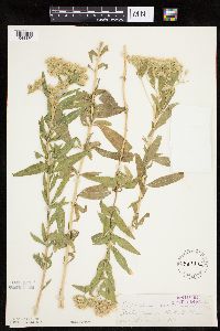 Eupatorium altissimum image