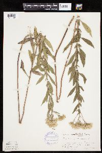 Eupatorium altissimum image