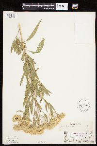 thumbnail image of current specimen
