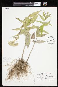 Eupatorium perfoliatum image