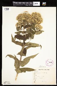 Eupatorium perfoliatum image