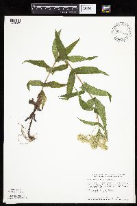 Eupatorium perfoliatum image
