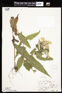 Eupatorium perfoliatum image