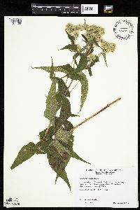 Eupatorium perfoliatum image
