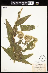 Eupatorium perfoliatum image