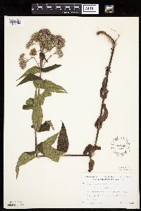 Eupatorium perfoliatum image