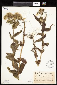 Eupatorium perfoliatum image