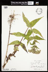 Eupatorium perfoliatum image