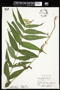 Eupatorium perfoliatum image