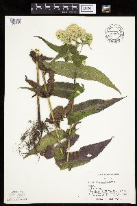 Eupatorium perfoliatum image