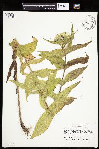 Eupatorium perfoliatum image