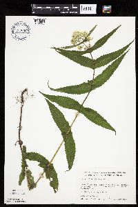 Eupatorium perfoliatum image