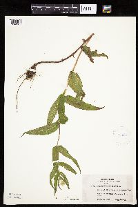 Eupatorium perfoliatum image