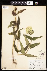 Eupatorium perfoliatum image