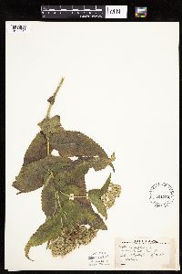 Eupatorium perfoliatum image