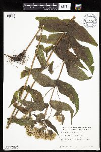 Eupatorium perfoliatum image