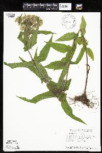 Eupatorium perfoliatum image