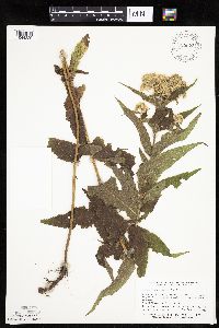 Eupatorium perfoliatum image