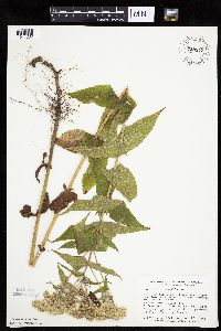 Eupatorium perfoliatum image