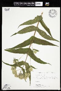 Eupatorium perfoliatum image