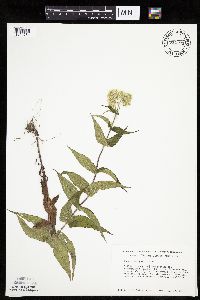 Eupatorium perfoliatum image