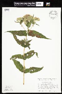 Eupatorium perfoliatum image