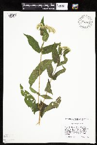 Eupatorium perfoliatum image