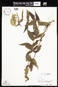 Eupatorium perfoliatum image