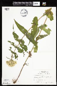 Eupatorium perfoliatum image