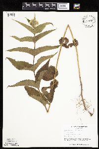 Eupatorium perfoliatum image