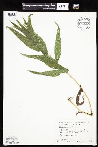 Eupatorium perfoliatum image