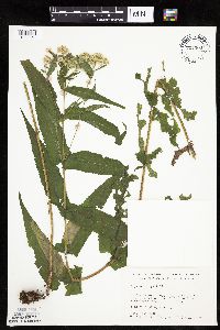 Eupatorium perfoliatum image