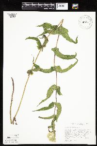 Eupatorium perfoliatum image