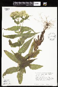 Eupatorium perfoliatum image