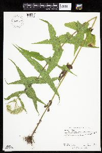 Eupatorium perfoliatum image