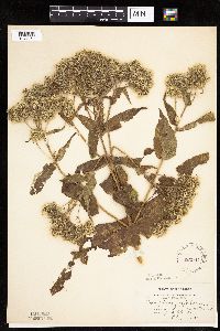 Image of Eupatorium perfoliatum