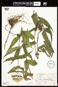 Eupatorium perfoliatum image