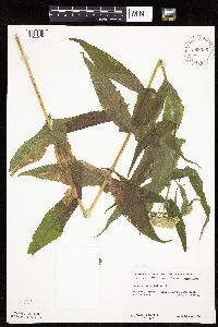 Eupatorium perfoliatum image