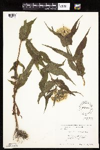 Eupatorium perfoliatum image