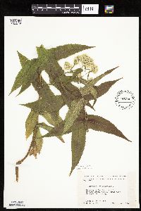 Eupatorium perfoliatum image