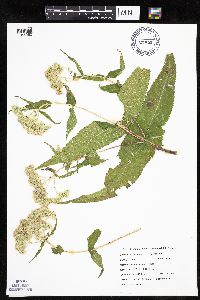 Eupatorium perfoliatum image