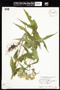 Eupatorium perfoliatum image