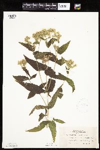 Eupatorium perfoliatum image