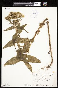 Eupatorium perfoliatum image