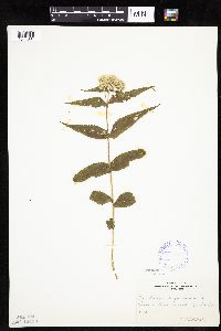 Eupatorium perfoliatum image