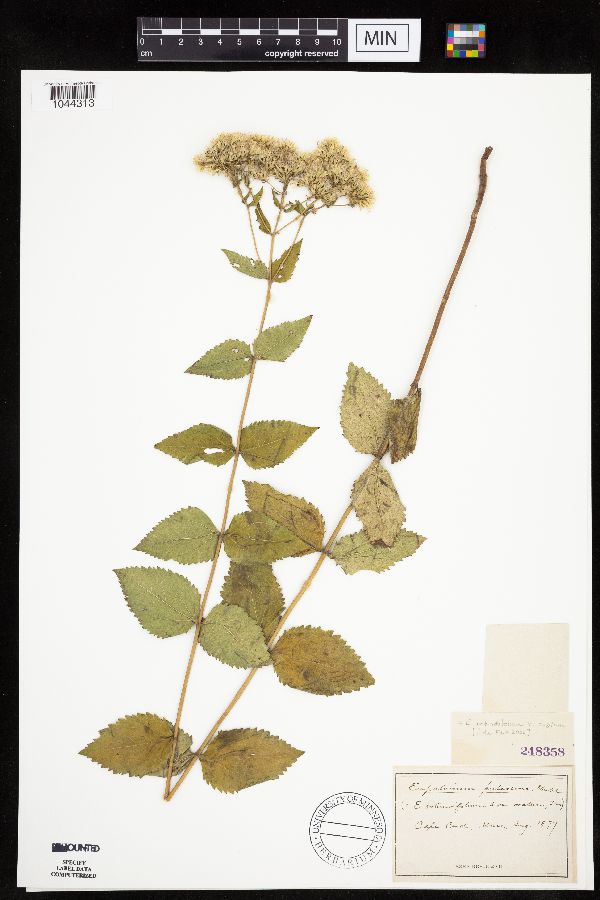 Eupatorium rotundifolium var. ovatum image