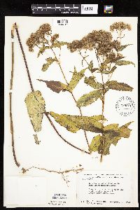 Media resource of Eupatorium sessilifolium