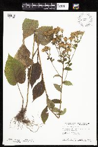 Eurybia macrophylla image